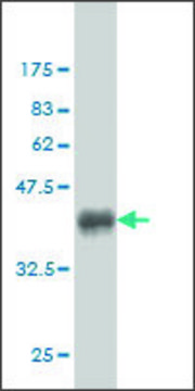 Monoclonal Anti-CHN1 antibody produced in