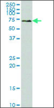 Monoclonal Anti-SYK antibody produced in