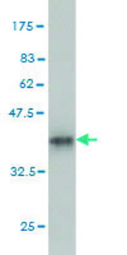 Monoclonal Anti-CLASP1 antibody produced in