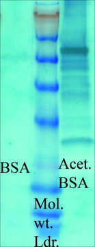 Anti-Acetylated Lysine antibody produced in