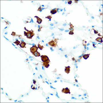Anti-CD16A antibody, Rabbit monoclonal