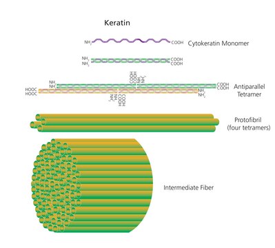 Keratin from human epidermis