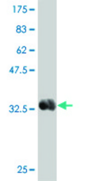 Monoclonal Anti-TNFSF9 antibody produced in