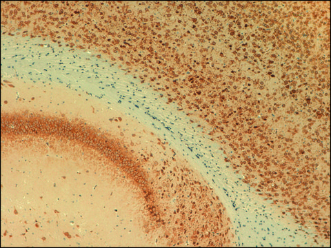 Monoclonal Anti-KCNB1 antibody produced in