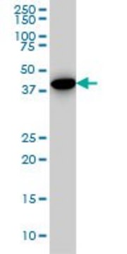 Monoclonal Anti-CNOT2 antibody produced in