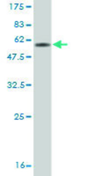 Monoclonal Anti-CD7 antibody produced in