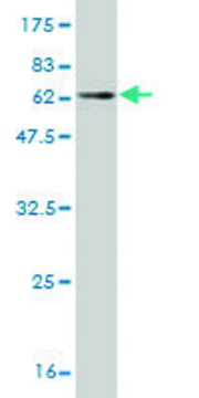 Monoclonal Anti-PLA2G4B antibody produced in