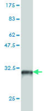Monoclonal Anti-PBX4 antibody produced in