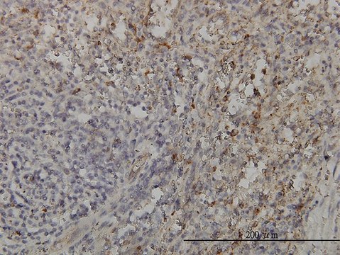 Monoclonal Anti-GRAP2 antibody produced in