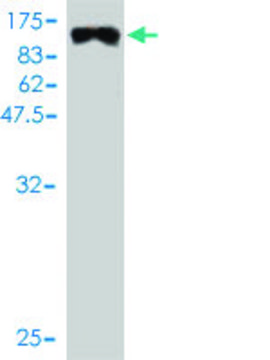 Monoclonal Anti-MYBPH antibody produced in