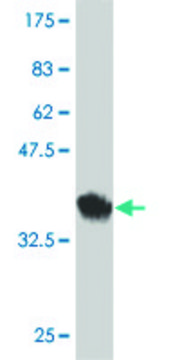 Monoclonal Anti-CPXM antibody produced in