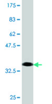Monoclonal Anti-RRN3 antibody produced in