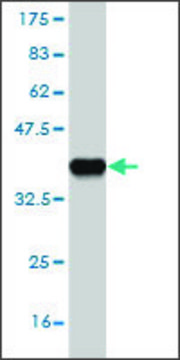 Monoclonal Anti-FBXL13 antibody produced in