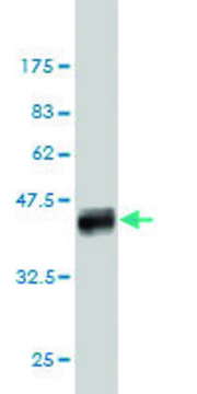 Monoclonal Anti-SLC12A4 antibody produced in