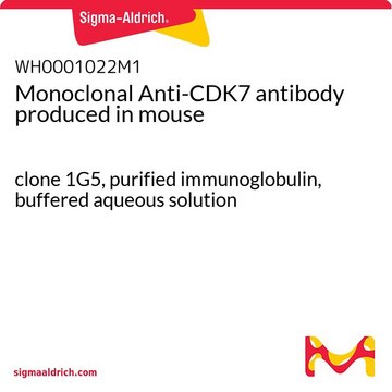 Monoclonal Anti-CDK7 antibody produced in