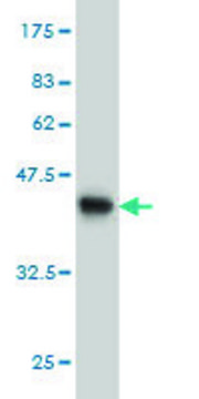Monoclonal Anti-YWHAH antibody produced in