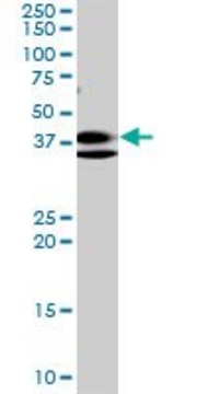 Monoclonal Anti-RNF2 antibody produced in