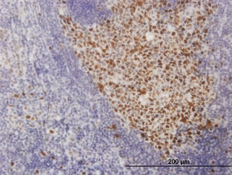 Monoclonal Anti-SOX9 antibody produced in