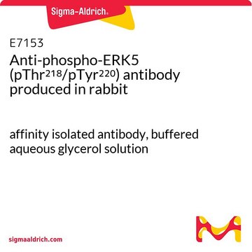 Anti-phospho-ERK5 (pThr²¹?/pTyr²²?) antibody produced in