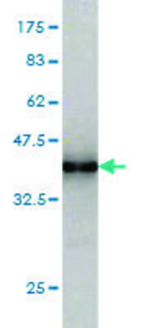 Monoclonal Anti-SNF8 antibody produced in