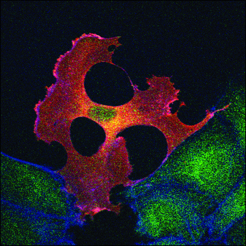 Monoclonal ANTI-FLAG® M2 antibody produced