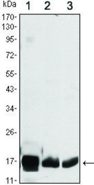 Monoclonal Anti-COX4I1 antibody produced in