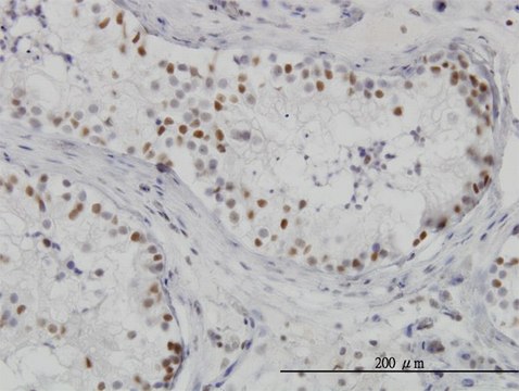 Monoclonal Anti-HDAC1 antibody produced in