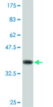Monoclonal Anti-PCDHGA9 antibody produced in