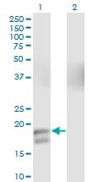 Monoclonal Anti-GCG antibody produced in