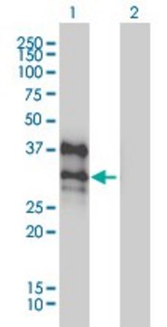 Monoclonal Anti-DLX4 antibody produced in