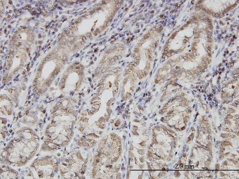 Monoclonal Anti-PNMA1 antibody produced in