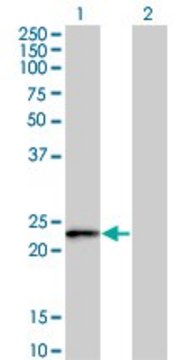 Monoclonal Anti-FBXO36 antibody produced in