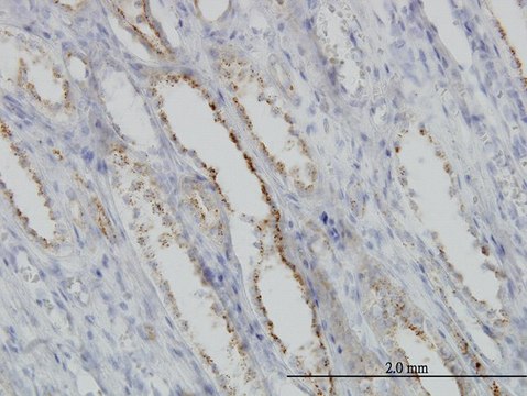 Monoclonal Anti-CAPNS1 antibody produced in