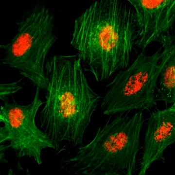 Anti-Histone H3 pan antibody, Rabbit