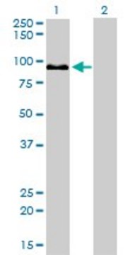 Monoclonal Anti-ZW10 antibody produced in