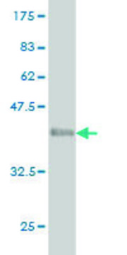 Monoclonal Anti-GPR84 antibody produced in
