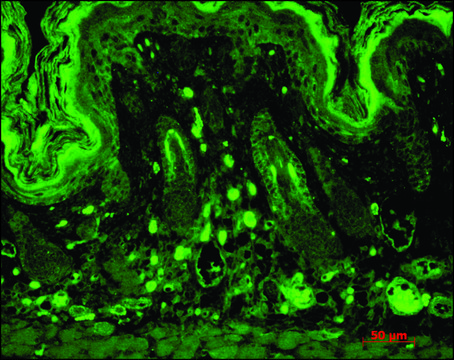 Monoclonal Anti-DLG4 antibody produced in