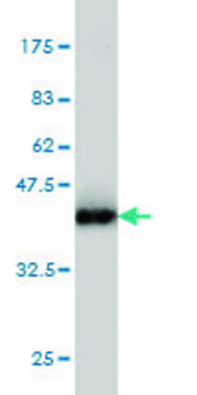 Monoclonal Anti-AHNAK antibody produced in