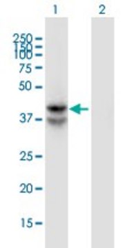 Monoclonal Anti-LDHAL6B antibody produced in