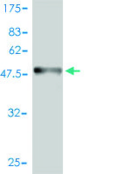 Monoclonal Anti-BAMBI antibody produced in