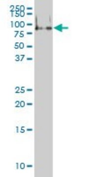 Monoclonal Anti-FMR1 antibody produced in