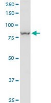 Monoclonal Anti-VPS35 antibody produced in