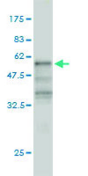 Monoclonal Anti-KLF6 antibody produced in