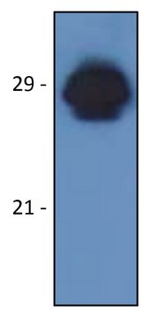 Monoclonal Anti-HLA-DR-DP antibody produced in