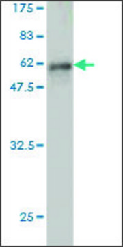 Monoclonal Anti-EPHA7 antibody produced in