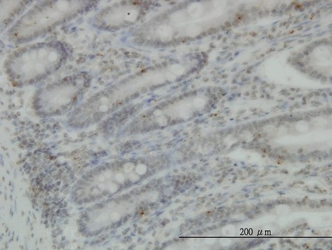 Monoclonal Anti-PRKG1 antibody produced in