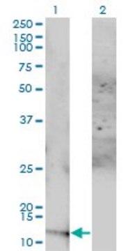 Monoclonal Anti-ACYP1 antibody produced in