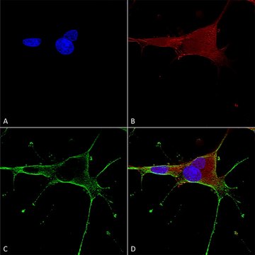 Monoclonal Anti-Dicer antibody produced in