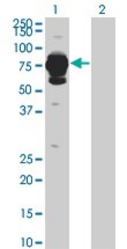 Monoclonal Anti-HAL antibody produced in