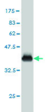 Monoclonal Anti-FARSLA antibody produced in